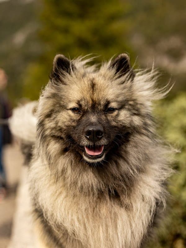 Keeshond Care Guide