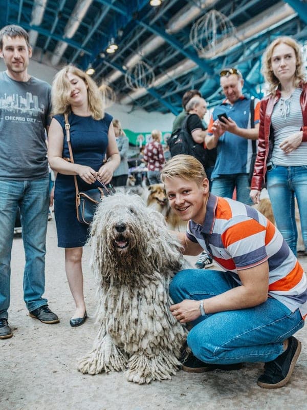 Komondor Care Guide