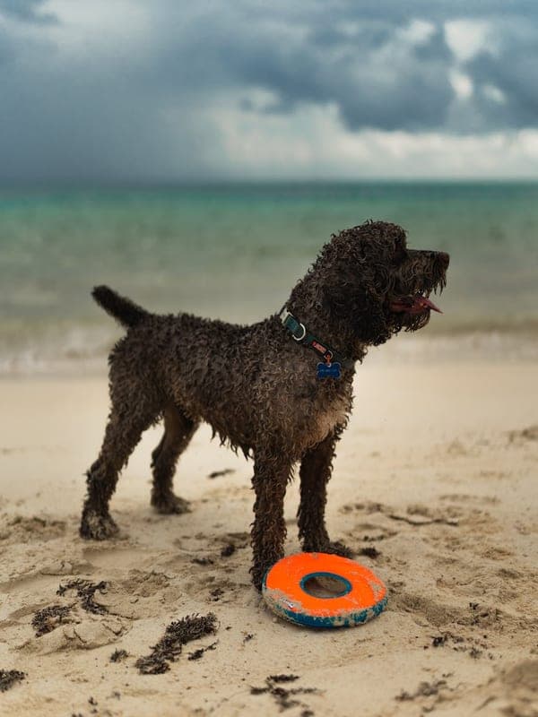 Lagotto Romagnolo Care Guide