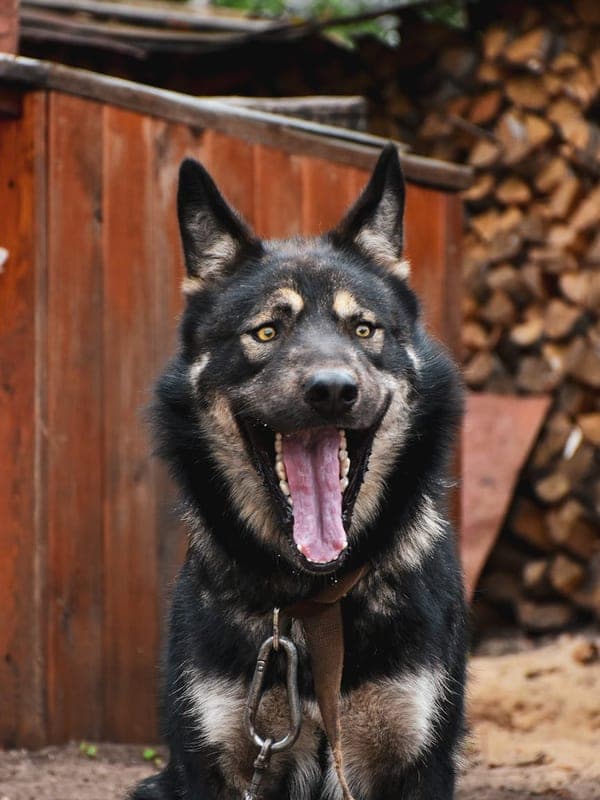 Lapponian Herder Care Guide