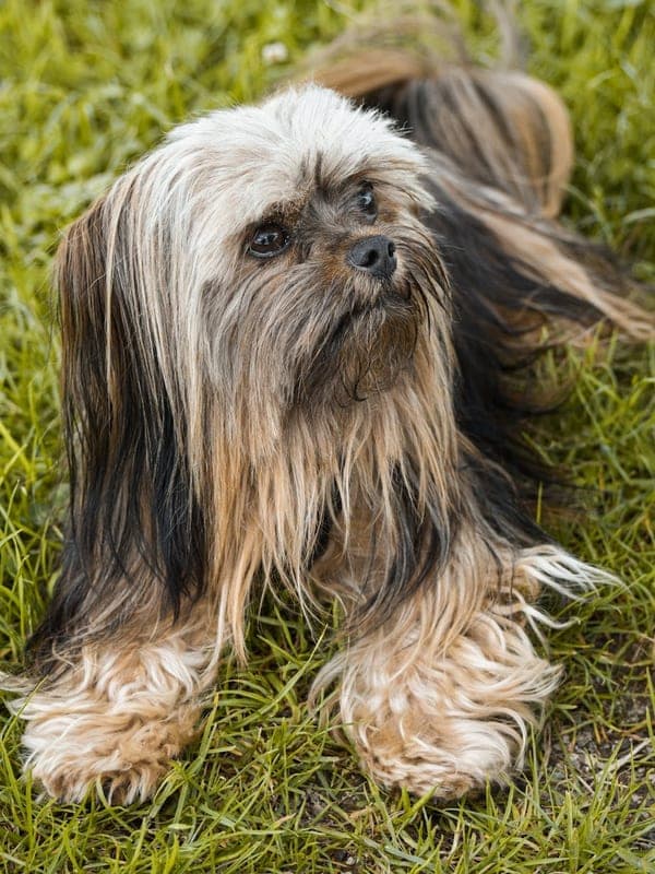 Lhasa Apso Care Guide