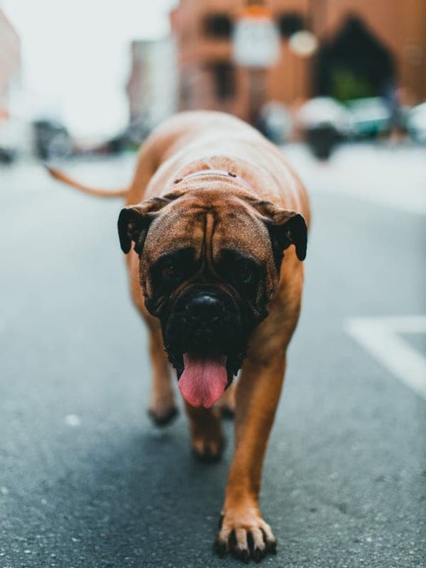 Mastiff Care Guide
