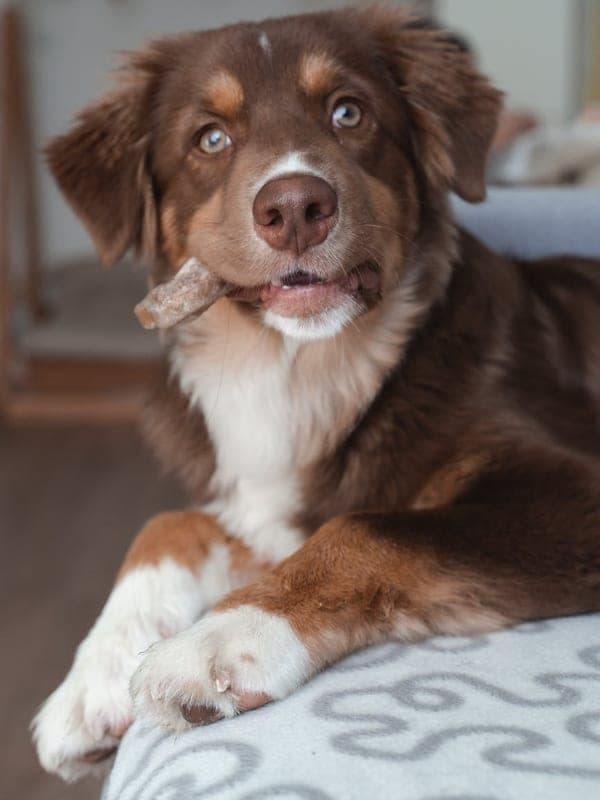 Miniature American Shepherd Care Guide