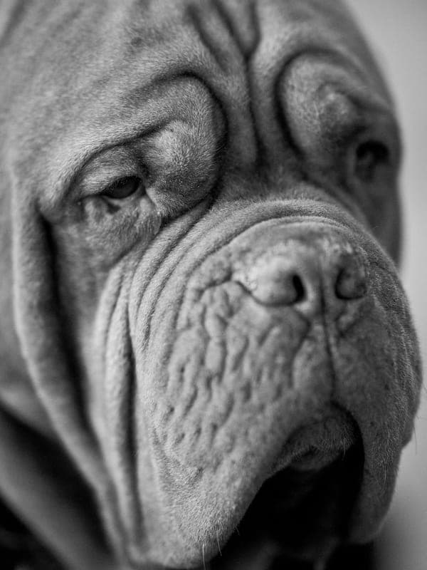 Neapolitan Mastiff Care Guide