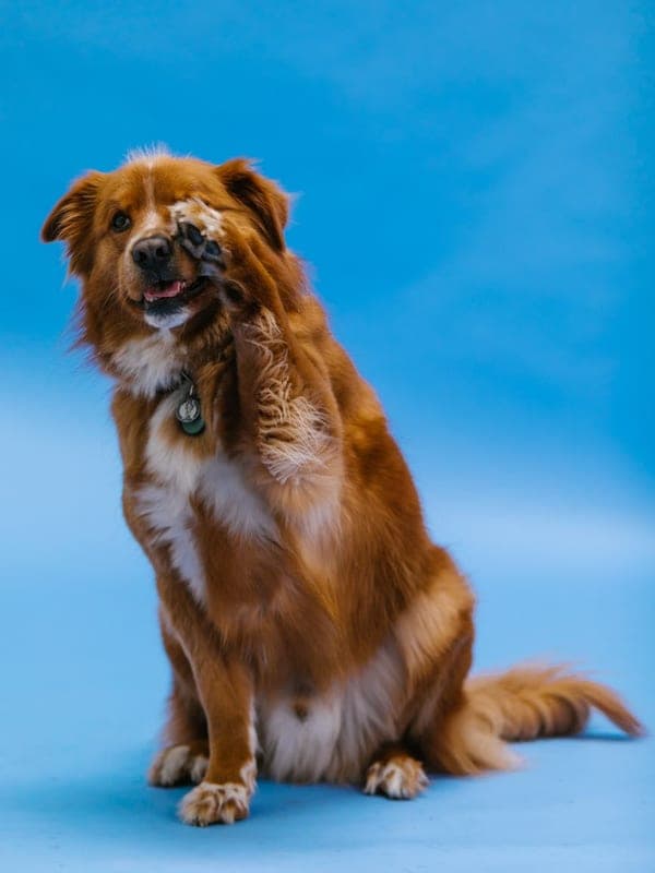 Nova Scotia Duck Tolling Retriever Care Guide