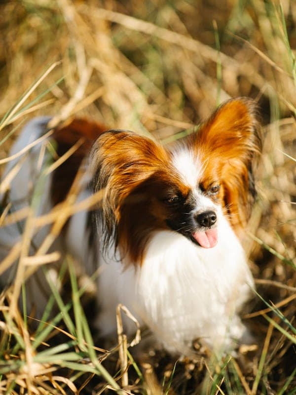 Papillon Care Guide