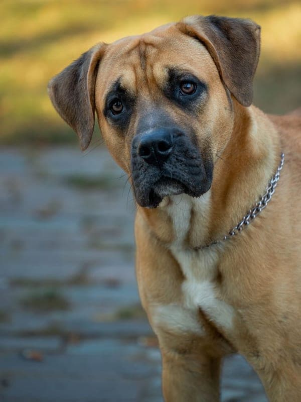 Perro de Presa Canario Care Guide