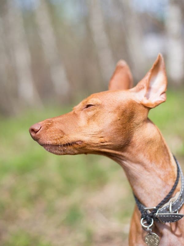 Pharaoh Hound Care Guide