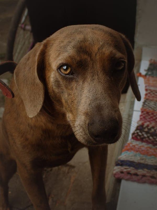 Plott Hound Care Guide