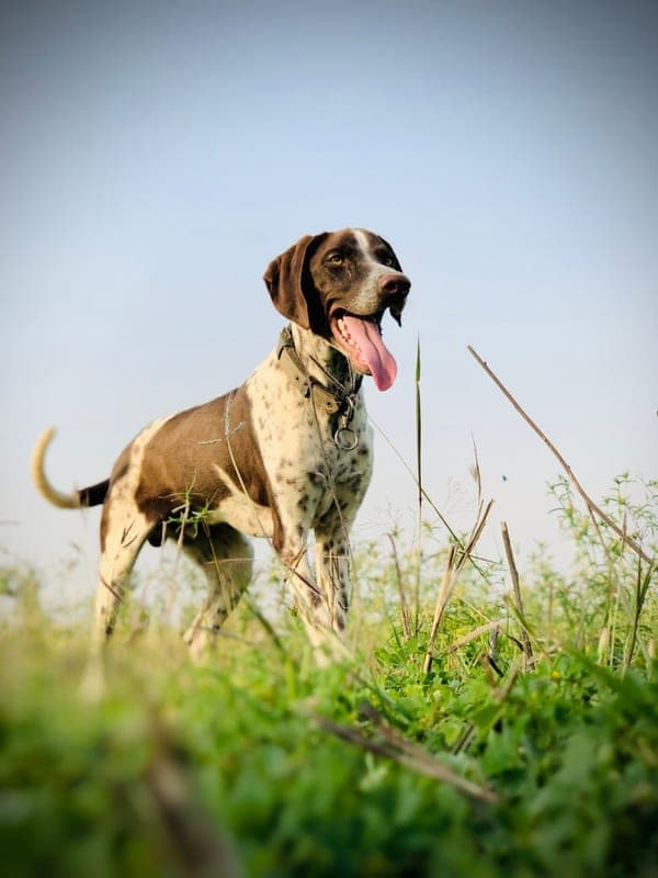 Pointer Care Guide