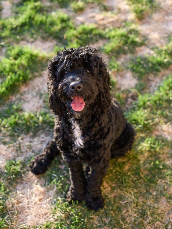 Portuguese Water Dog Care Guide