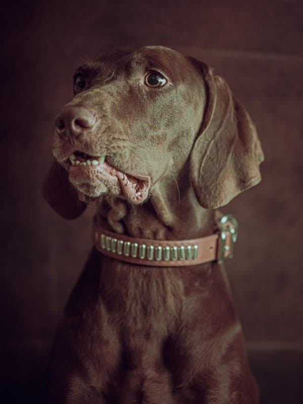 Pudelpointer Care Guide