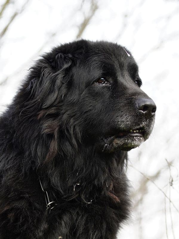 Pyrenean Mastiff Care Guide