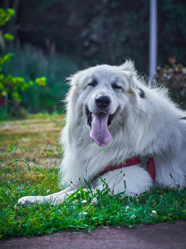 Pyrenean Shepherd Care Guide
