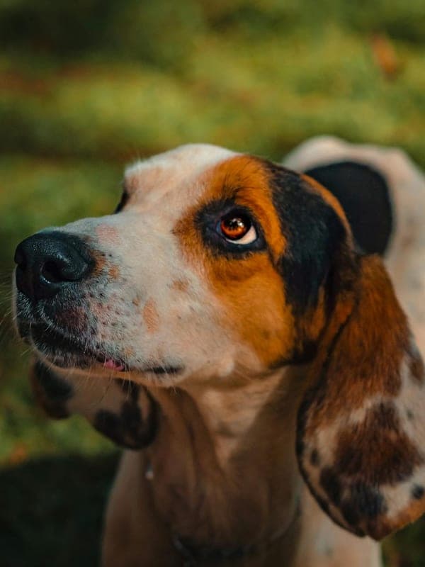 Redbone Coonhound Care Guide