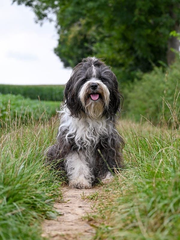 Schapendoes Care Guide