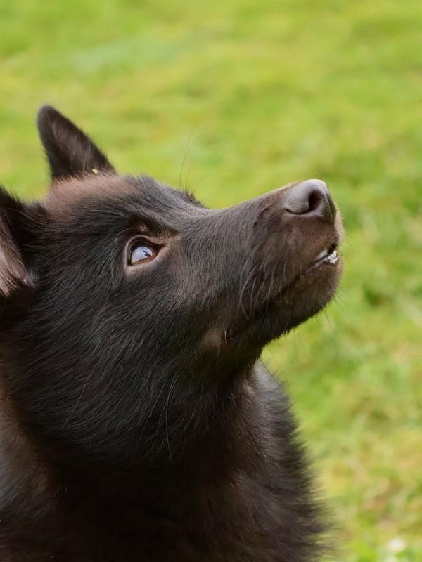 Schipperke Care Guide