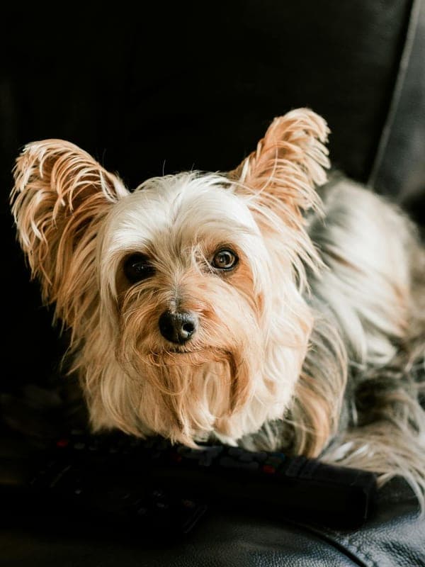 Silky Terrier Care Guide