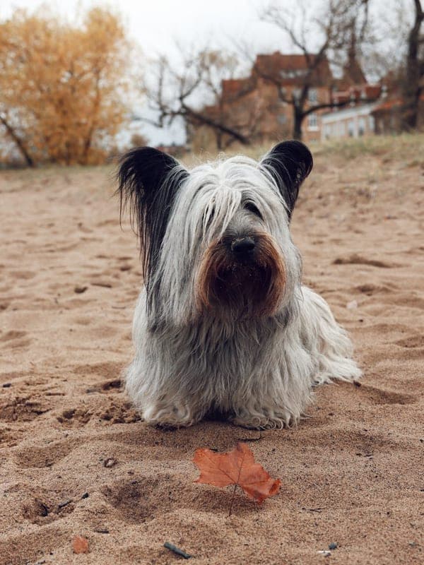 Skye Terrier Care Guide