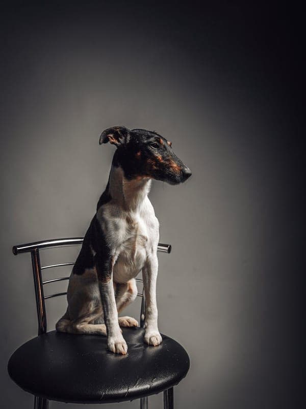 Smooth Fox Terrier Care Guide