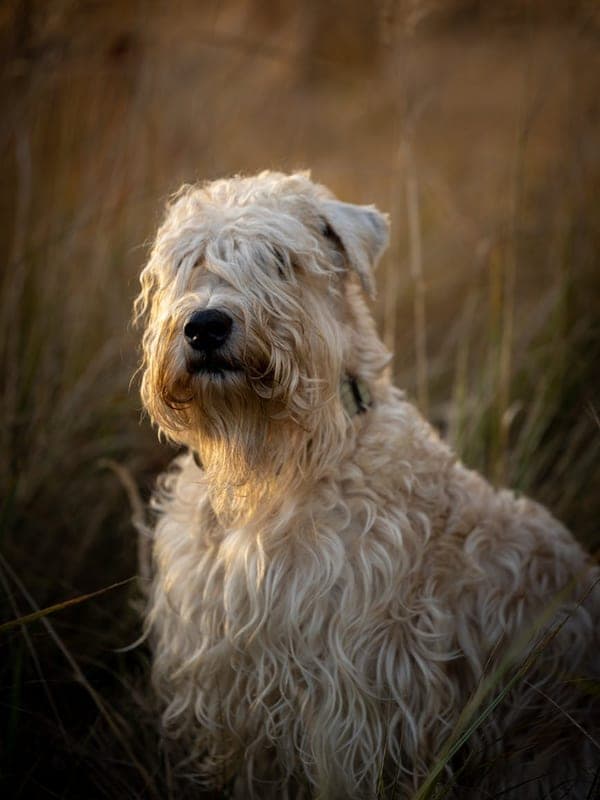 Soft Coated Wheaten Terrier Care Guide