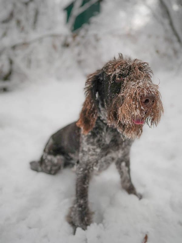 Spinone Italiano Care Guide