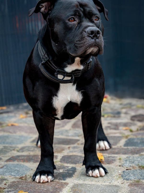 Staffordshire Bull Terrier Care Guide