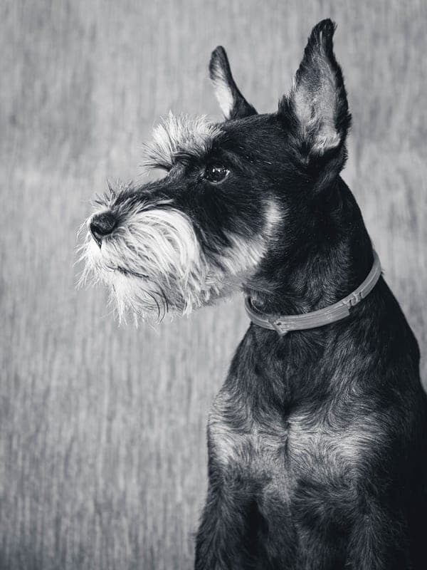Standard Schnauzer Care Guide