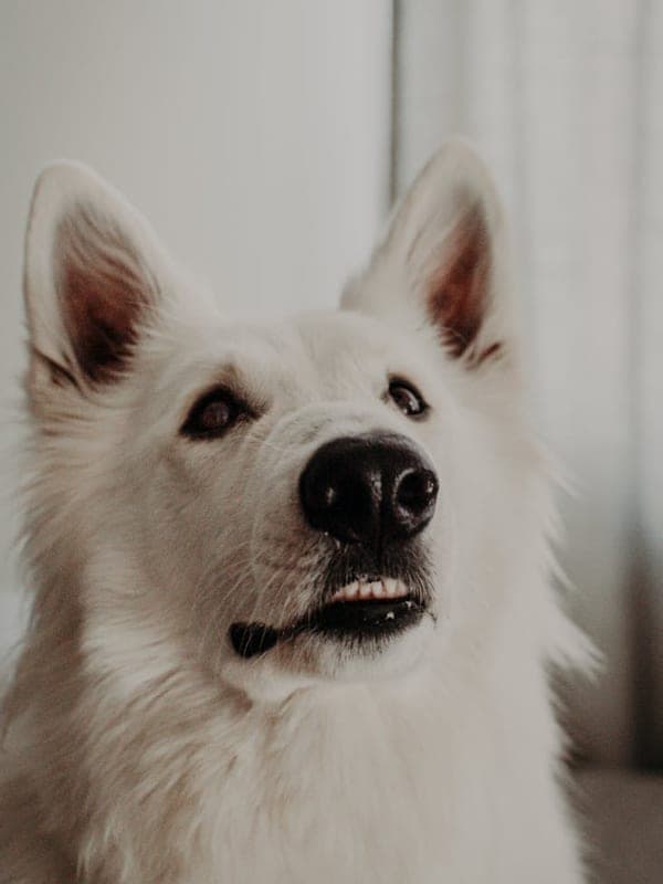 Swedish Vallhund Care Guide