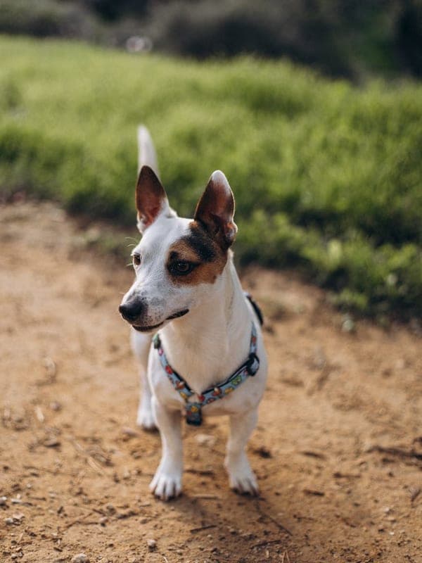 Teddy Roosevelt Terrier Care Guide
