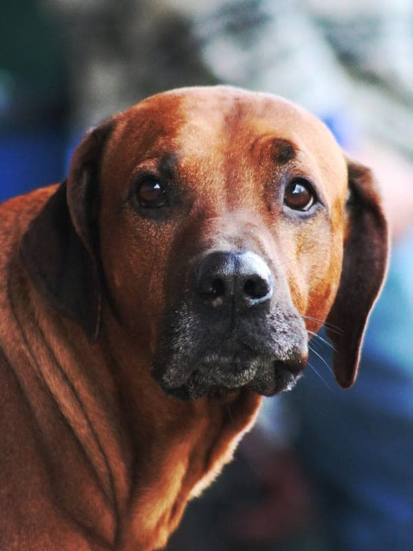 Thai Ridgeback Care Guide