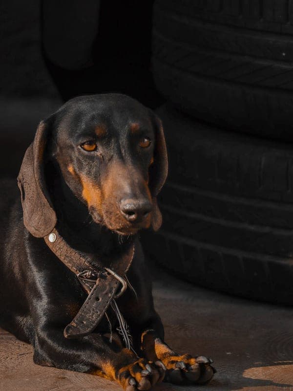 Transylvanian Hound Care Guide