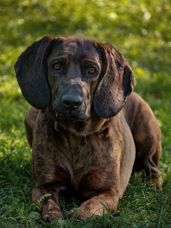Treeing Tennessee Brindle Care Guide