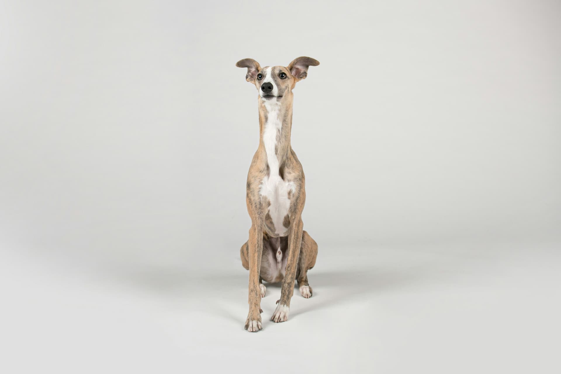 Whippet Care Guide