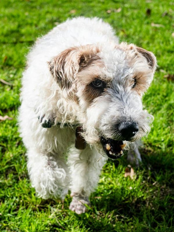 Wire Fox Terrier Care Guide