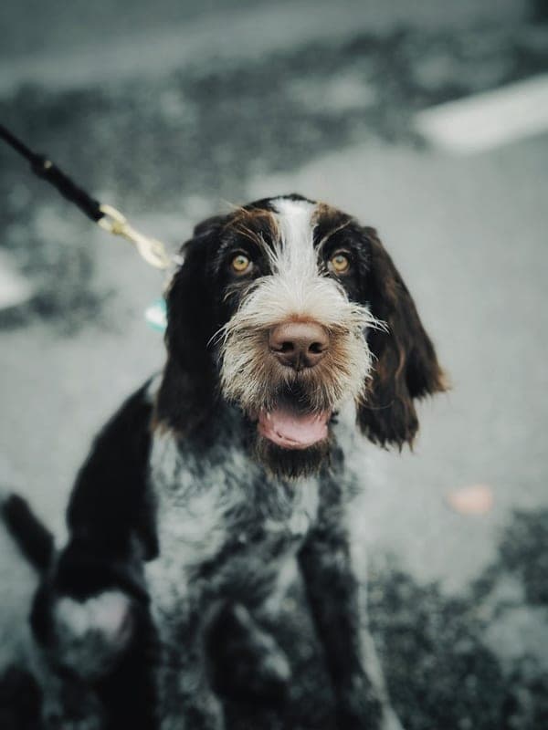 Wirehaired Pointing Griffon Care Guide
