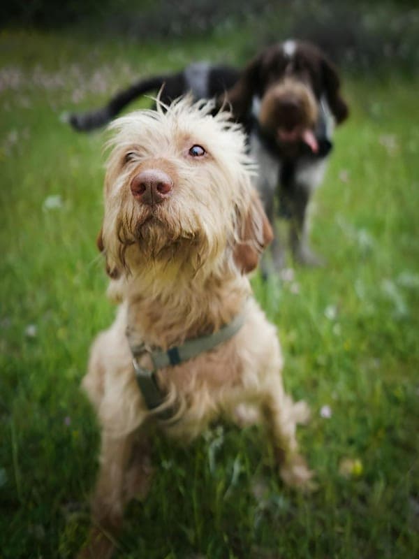 Wirehaired Vizsla Care Guide