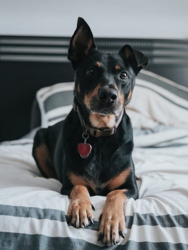 Working Kelpie Care Guide