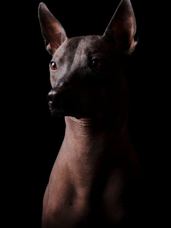 Xoloitzcuintli Care Guide