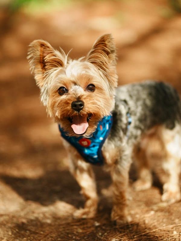 Yorkshire Terrier breed