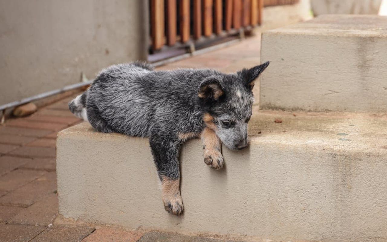 Australian Cattle Dog Care Guide