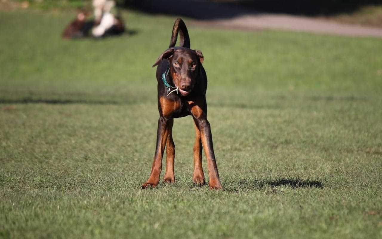 Doberman Pinscher Care Guide