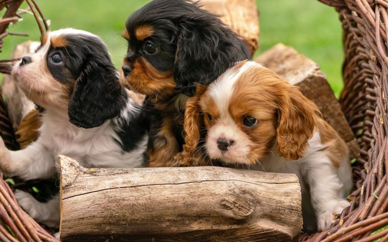 English Toy Spaniel Care Guide