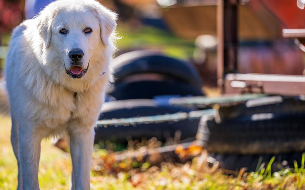 Great Pyrenees Care Guide