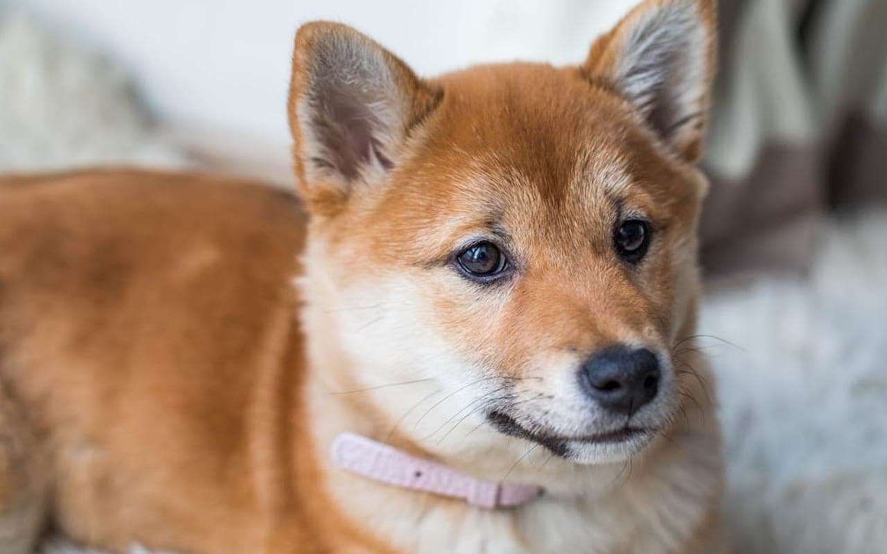 Hokkaido Care Guide