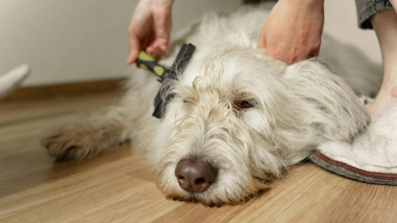 Best Pet Grooming Vacuums for Heavy Shedders: The War on Pet Hair