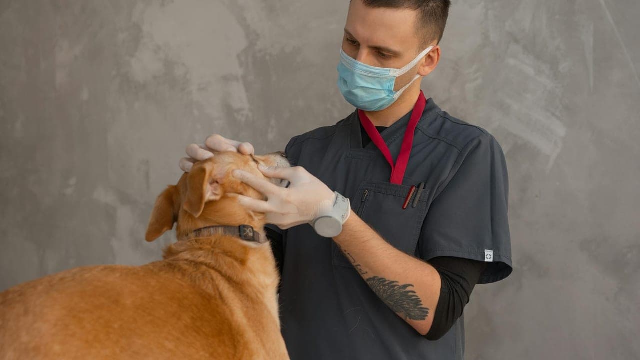 Emergency Vet Costs: What 12 Common Emergencies Actually Cost (and How to Prepare)