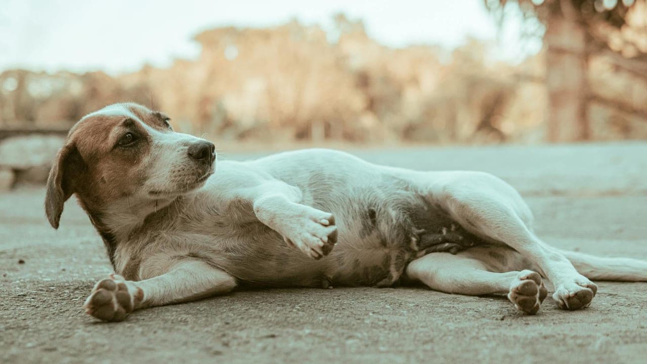 How Long Are Dogs Pregnant? A Week-by-Week Timeline (+ When to Call the Vet)