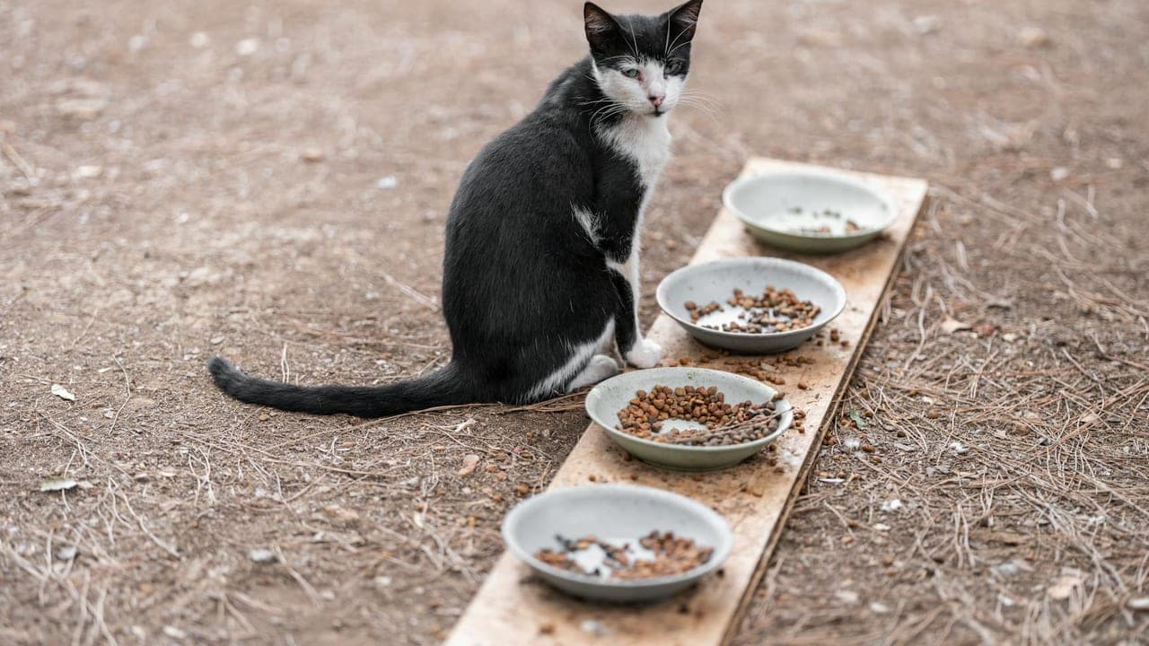 Can Cats Eat This? The Complete Toxic & Safe Human-Foods List