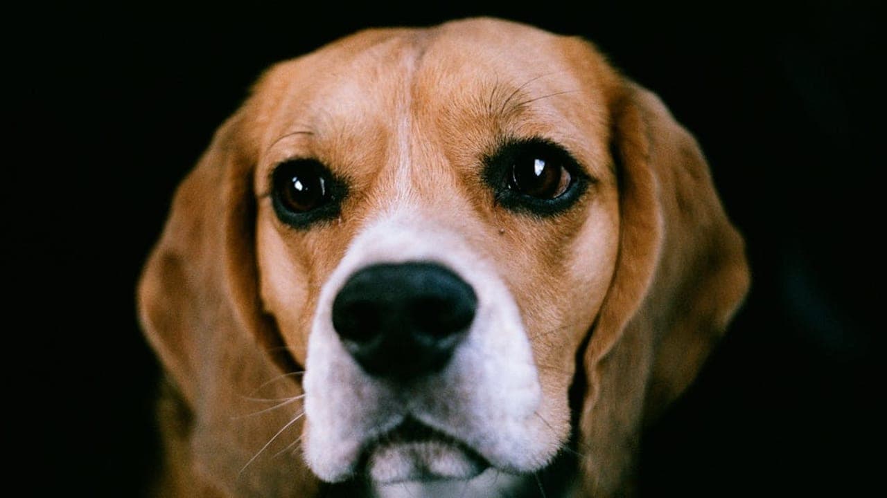 Complete Beagle Care Guide